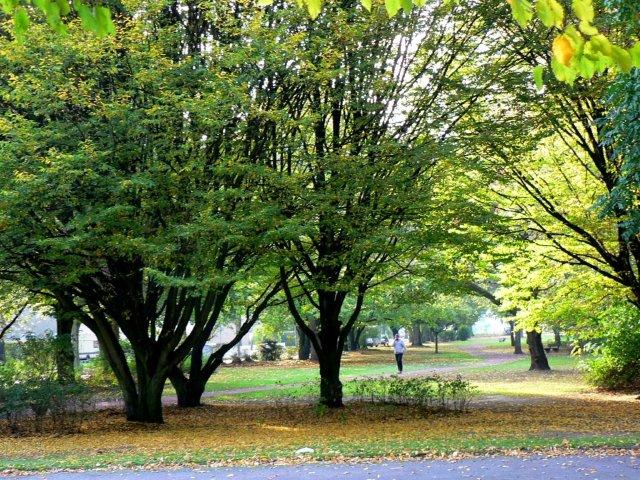 Altweibersommer in der Lochnerallee